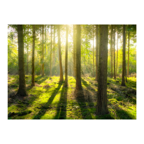 Waldbaden bewusste Auszeit vom Alltag